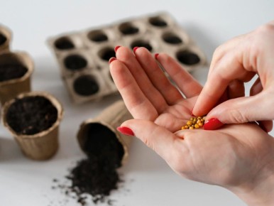 Как повысить всхожесть семян: пять проверенных способов