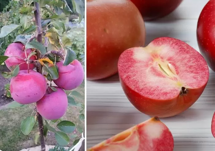 Яблоня Цирцея: красота и зимостойкость в вашем саду