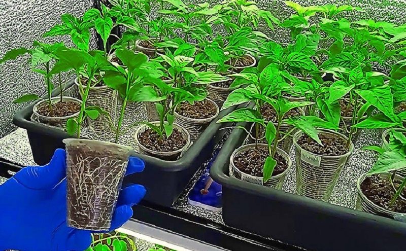 ����� ����� ������� �����: ����������� ������ � �������� �������