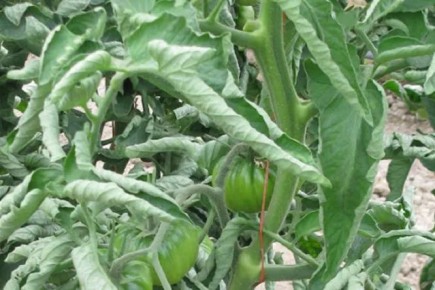 ��������� ��������: ���������� ������ �������