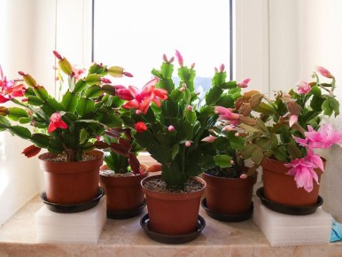 ������ ��� �����: ������� ���� � ���� � �������� � �������