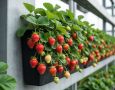 Урожай в небе: вертикальная клубника, которая растёт вверх!