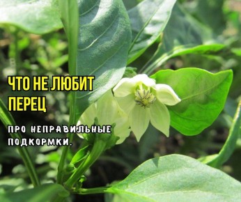 Тайны хорошего урожая сладкого перца: развенчание мифов и секреты подкормки