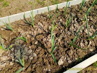 ������� �������� ��������� �������: ����� � ��� ������������ ��������