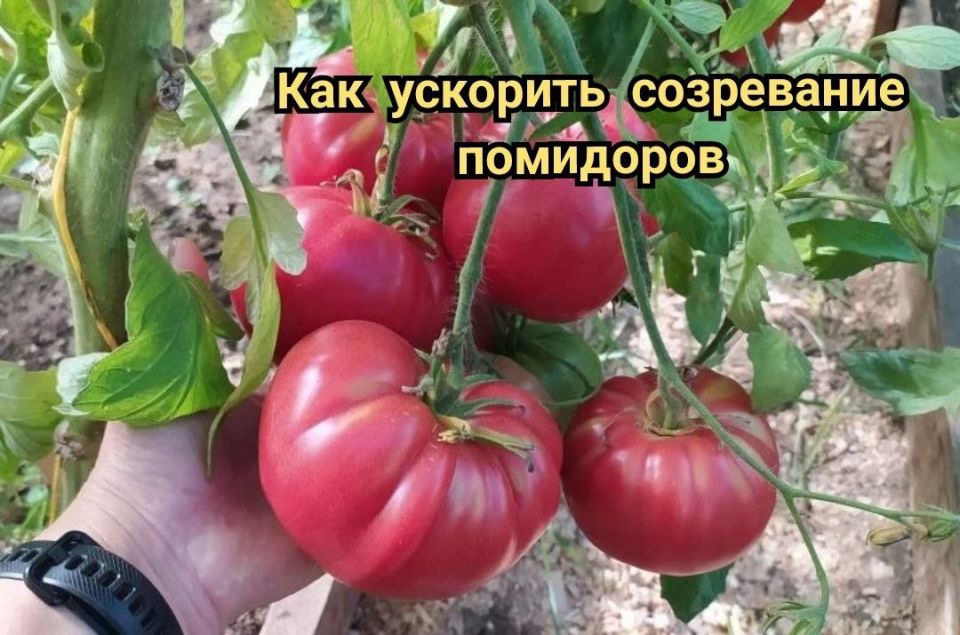 ��� �������� ���������� ������� � �������