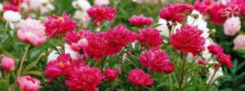 Как правильно высаживать пионы осенью: советы и лучшие сорта для вашего сада