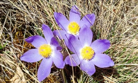 В Чемале уже весна-весна!.