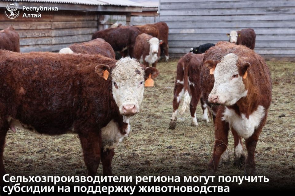 � ���������� ����� ������� ���� ������ �� �������� ��� ���������������������������