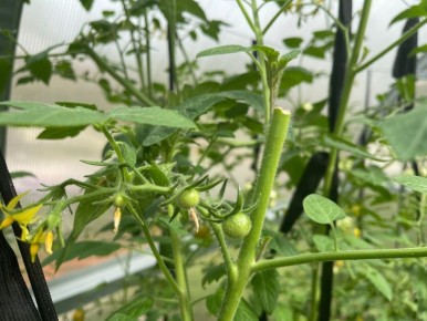 Секреты успешного урожая: как правильно вершковать томаты в августе