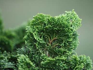 ��� ������� ��������� ����� ��������: ������ �� ������ ��������