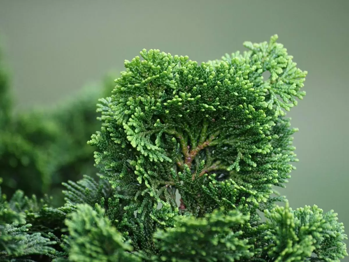 Как создать идеальную живую изгородь: советы по выбору растений