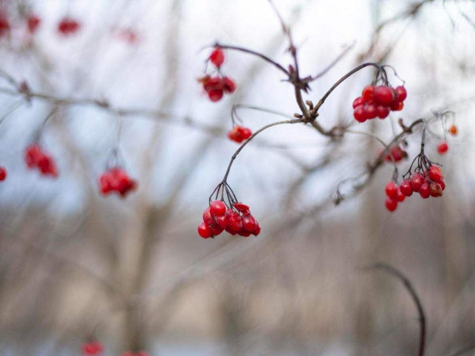 ������ ������ �� ������: ������ �� ����� �� �������