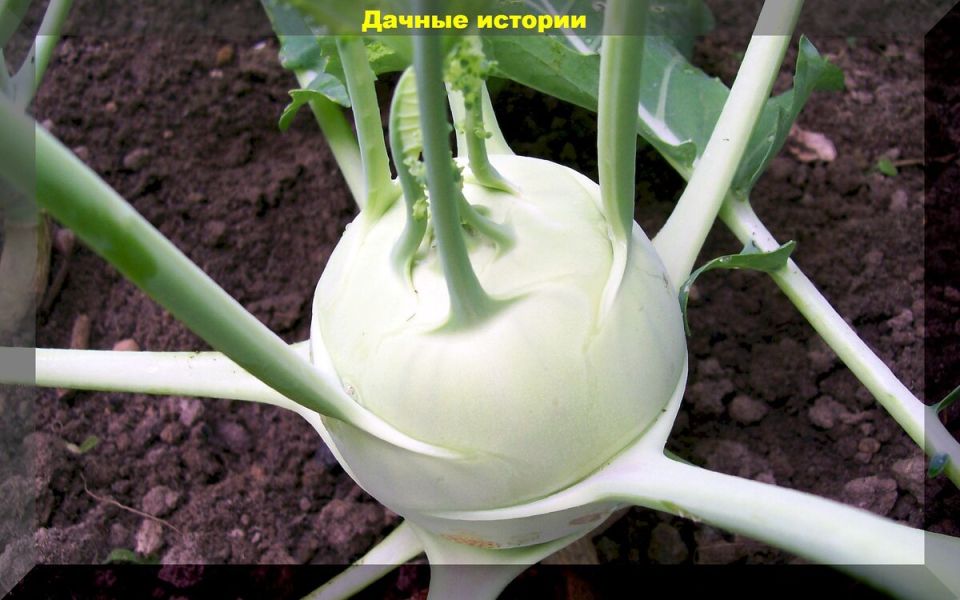 ��� ������� ������� ��� ������: ������ �� ������� � �����������