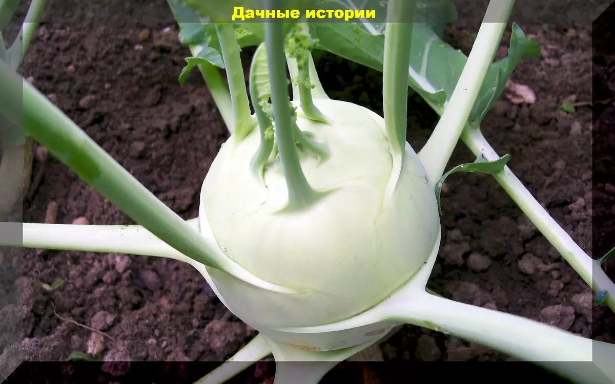 Как выбрать капусту для грядки: советы по семенам и выращиванию