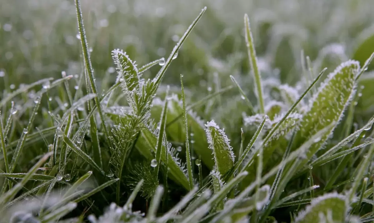 Как защитить рассады и растения от весенних заморозков: советы для садоводов