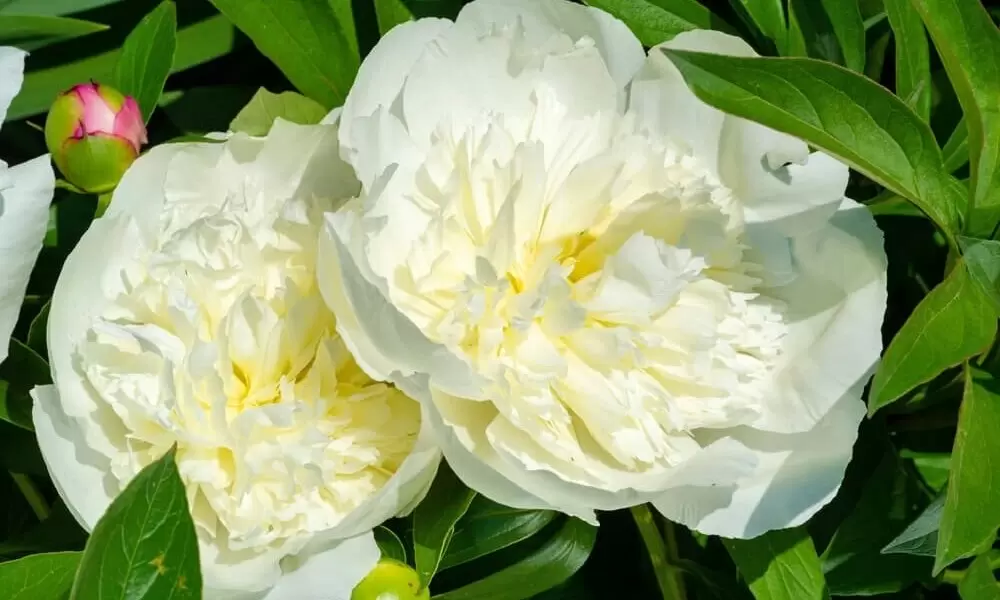 Нежные белые пионы: выбираем лучшие сорта для вашего букета