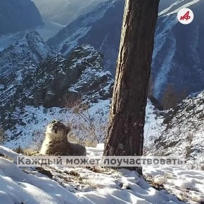 Барс с необычным хвостом живет на Горном Алтае