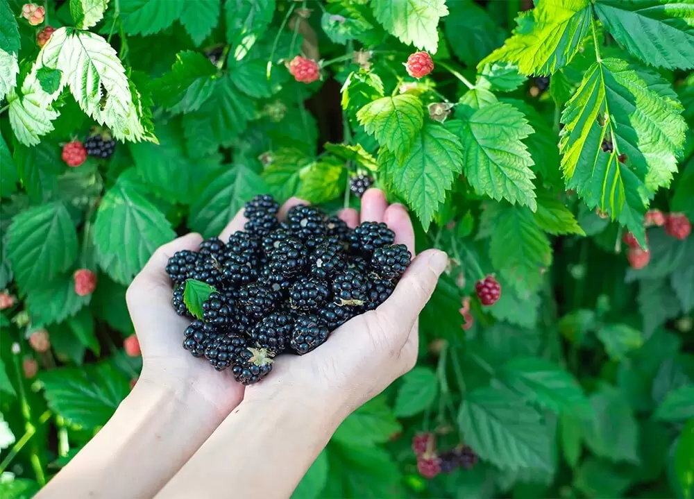 Как правильно обрезать ежевику осенью: секреты для отличного урожая