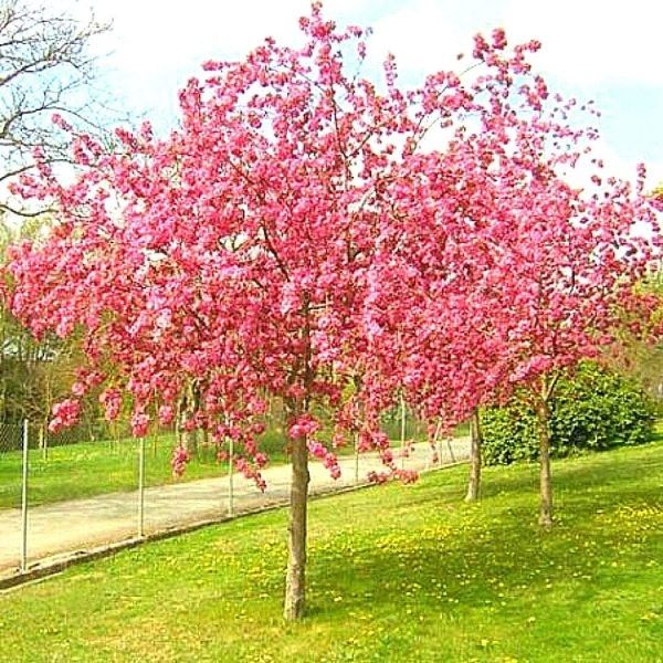 ������ ���������������: ������������ ������� � �������� ��������