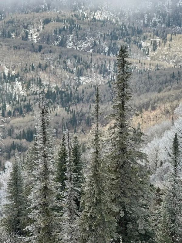 � ����� ������� . - ��� ������� ��� ��