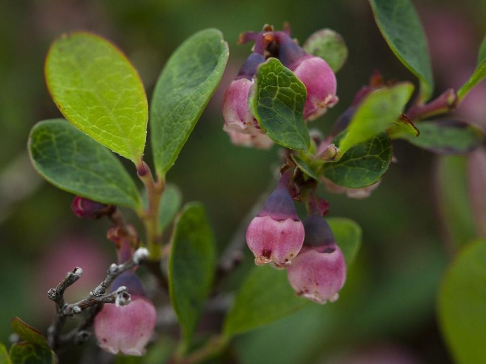 �������� ������� ��������: ����� ��� ������ ����� �����?