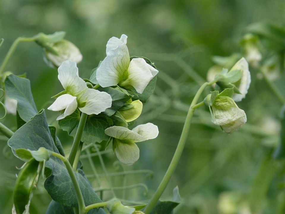 ������� ��������� ����������� �������� ������: ��� ������� �������� ����������� ��� ������ ������