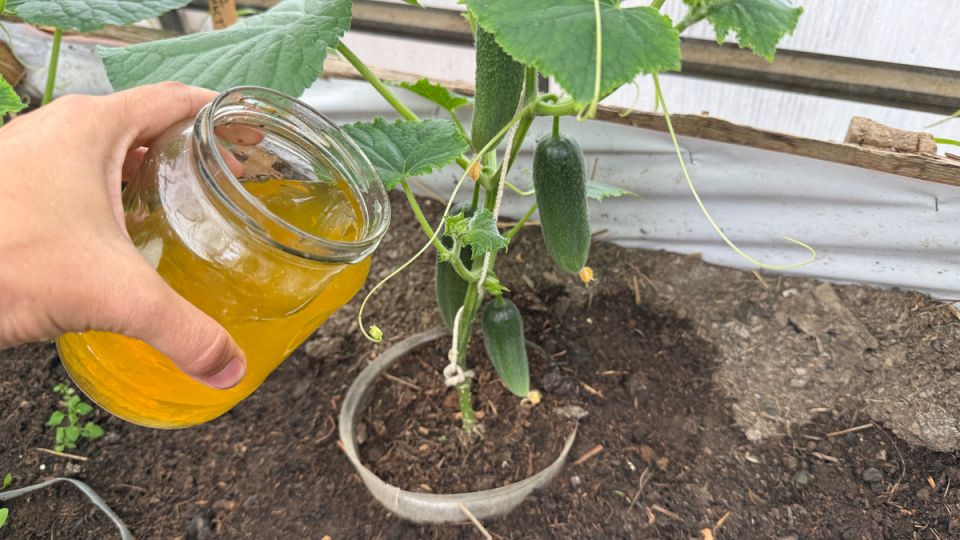 ��������� ��������� ��� �������: ������� ��������� ����� � ��������� ������