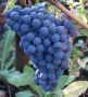 Виноград Уникальный: черные ягоды без косточек с великолепным вкусом