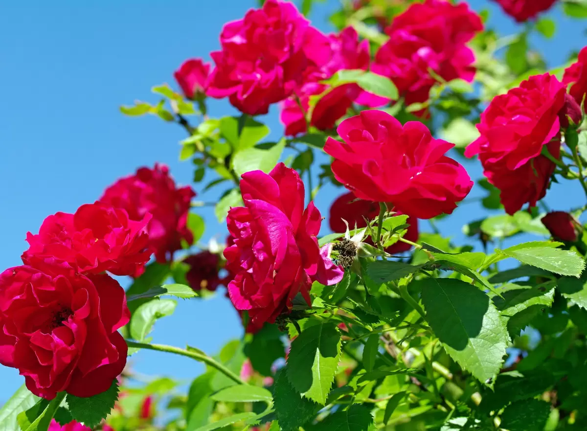 Как защитить розы от летних болезней: советы по уходу и борьбе с недугами