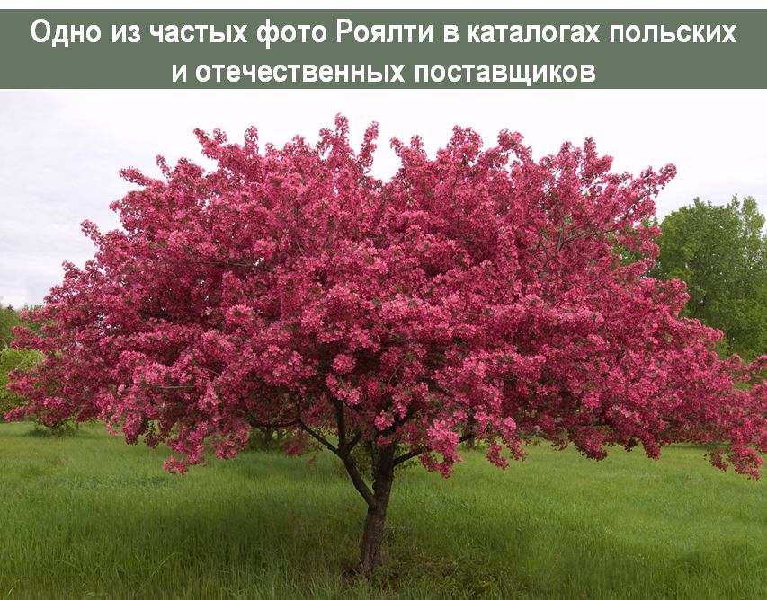 ������ ������: ������� � ��������� � ��������� �����