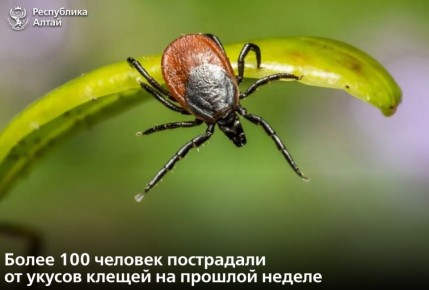 На прошедшей неделе в Республике Алтай от присасывания клещей пострадал 101 человек, в том числе 45 детей, сообщает республиканский Роспотребнадзор