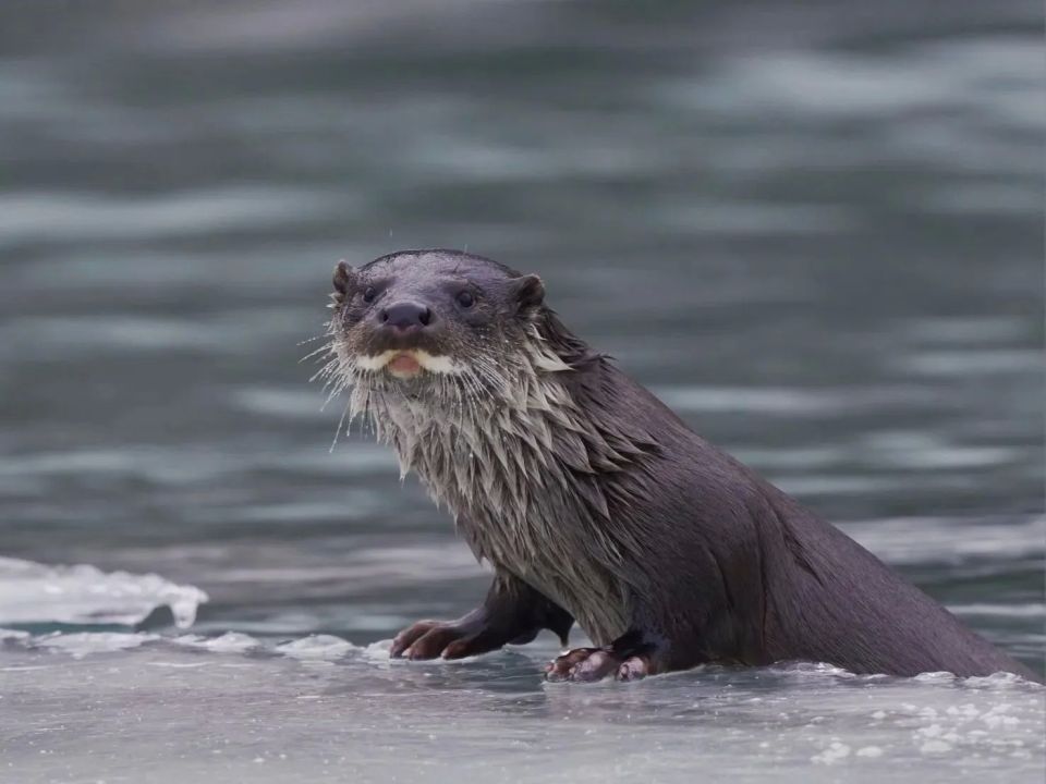 ������� ������������: �� ������ ������ ����� � ������ ����� � ���� ���� ������?