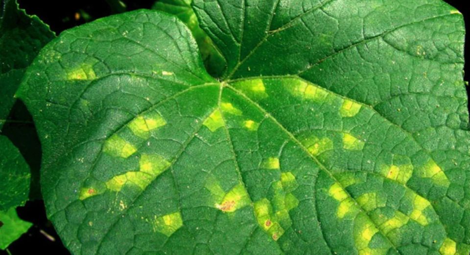 ������ ��������� ����: ��� ����� �����