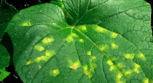 Ложная мучнистая роса: что нужно знать
