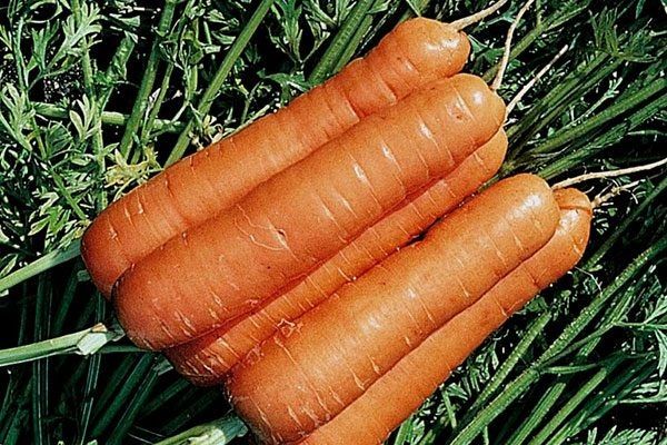 ������� ��������� ����������� ������� ����������