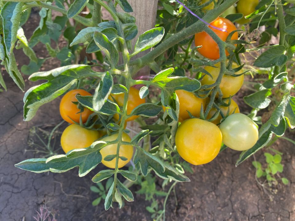 ��������� ������� ��������: ��� �������� ���������� ���������