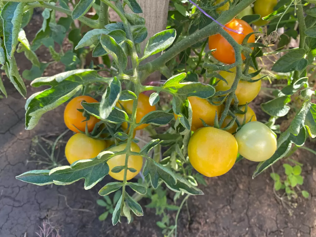 Необычные секреты агронома: как ускорить созревание помидоров