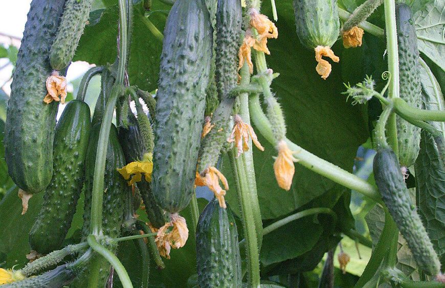 ��� ��������� �������� ������� � ������������� ���������� �������