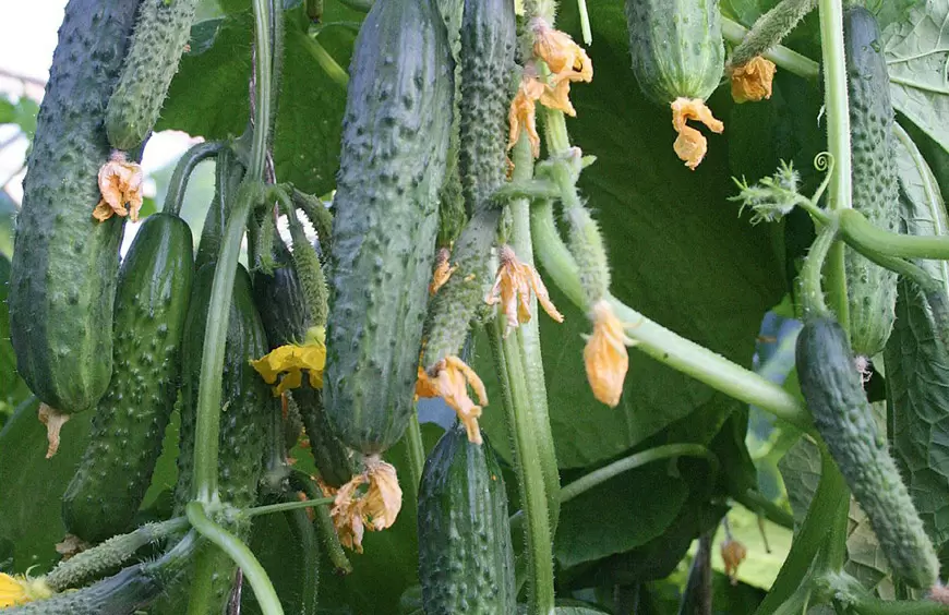Как сохранить здоровье огурцов и предотвратить пожелтение листьев