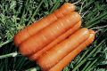 Секреты успешного выращивания моркови Сентябрина