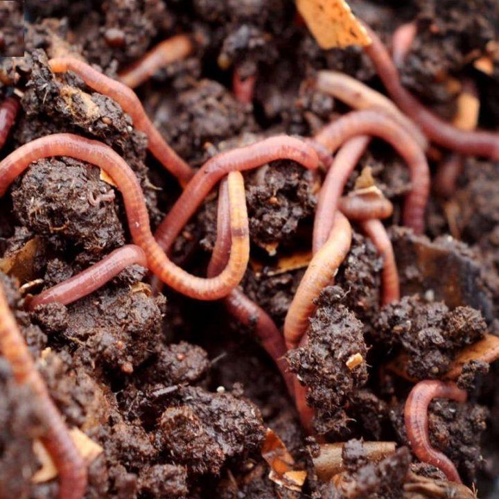 ��� ���������� �������� � ����������: ������� �������� ���������