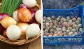 Как сохранить лук свежим и вкусным на протяжении трех месяцев