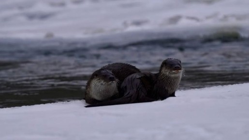 Впервые за 16 лет ученые сфотографировали краснокнижную выдру на берегах труднодоступной горной реки Аргут в Республике Алтай, сообщили ТАСС в Сайлюгемском нацпарке