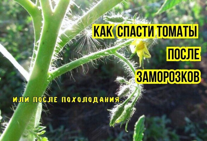 ��� ������������ ������ ����� �������: ������ ���������