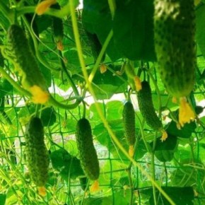 ������ ������: ��������� ����� ��� ������� ������