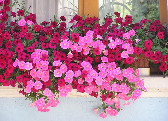 ��� �������� �������� ������� ��������� � ������������ � �������� ���