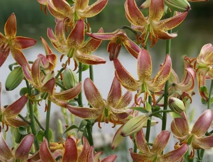 ��� ��������� ��������� �� ������� ����� ��������