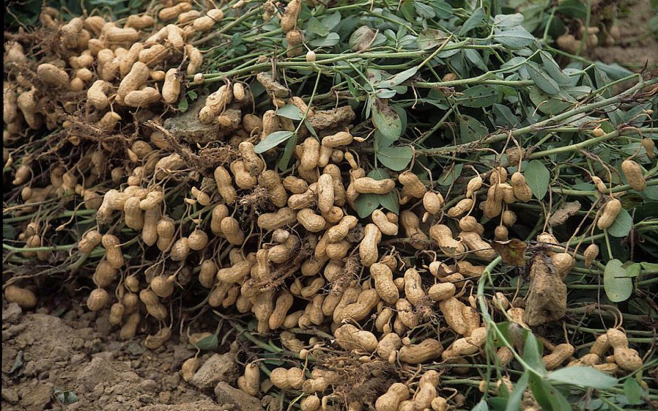 ������: ����������� ������ ��� ������� ��������?