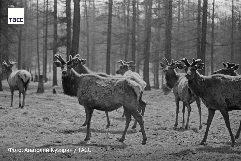 #�����_����_������. ����� ������� �� ����������� ����� ��������������� ������� ������������