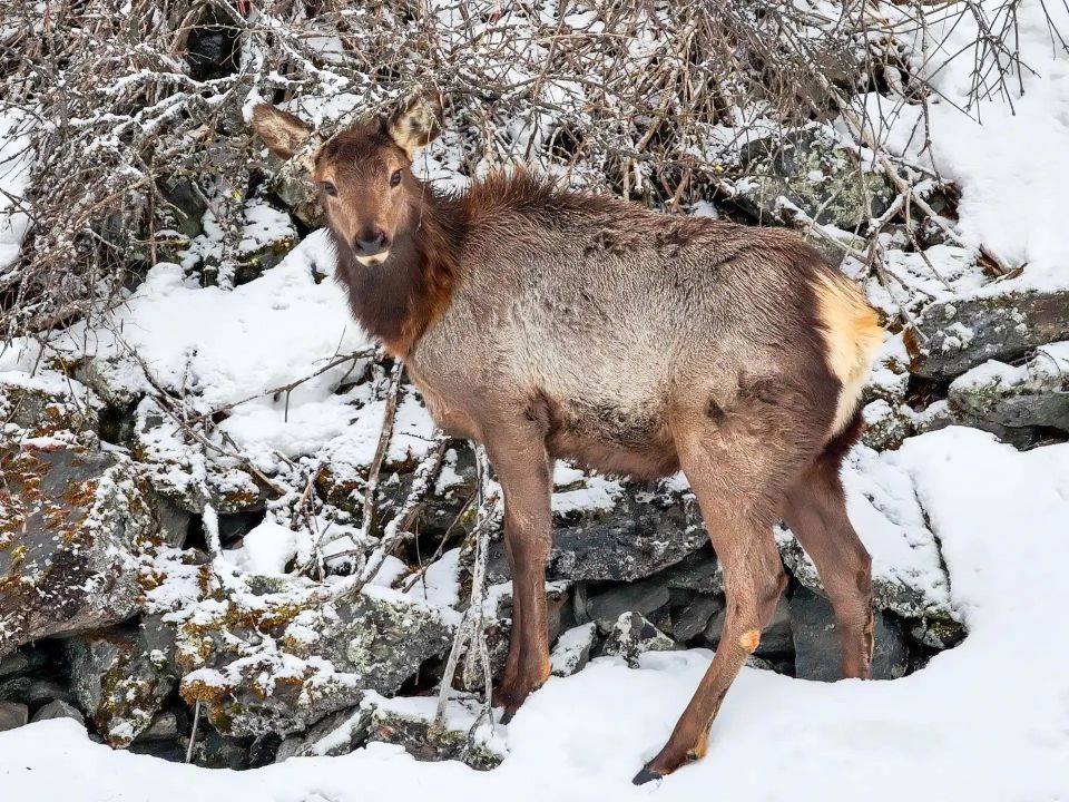 ������! � ��������!. . ����: ����� � ������� ���������